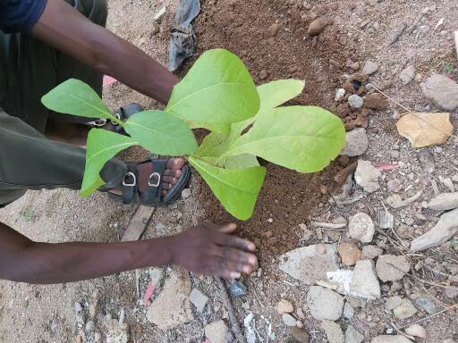 Leafgreen Africa tree planting activity in Bodija, Ibadan for green cover restoration